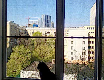 Сетка антикошка для Шелдона