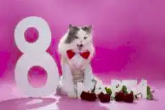 Дорогие женщины! Поздравляем Вас с 8 марта!